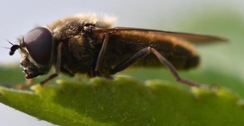 Réf. 299 821 : Cheilosia sp.